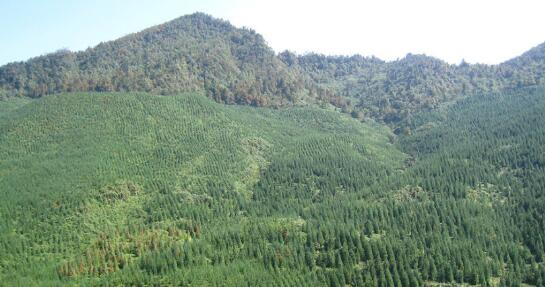 邯郸今年计划造林66万亩 争创国家森林城市