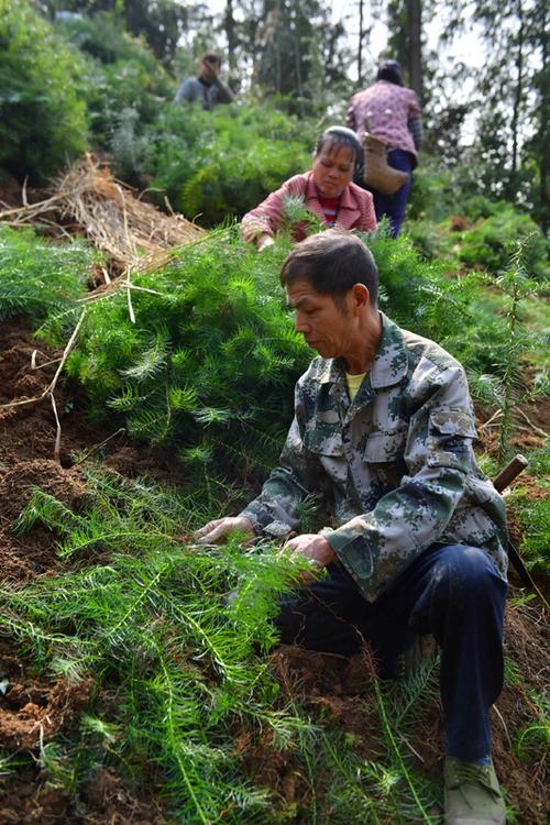 2016年起,广西融安县出台杉木速丰林人工造林精准扶贫实施方案,对种植